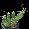 Cumulopuntia_boliviana